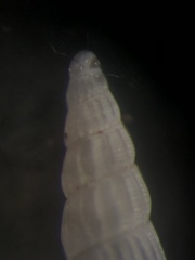 Turbonilla elegans