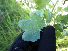 Malacothamnus fasciculatus nuttallii