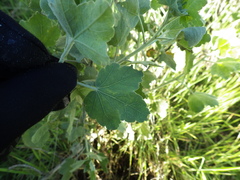 Malacothamnus fasciculatus nuttallii