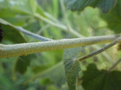 Malacothamnus fasciculatus nuttallii