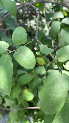 Diospyros montana observed 2026-04-25