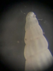 Turbonilla elegans
