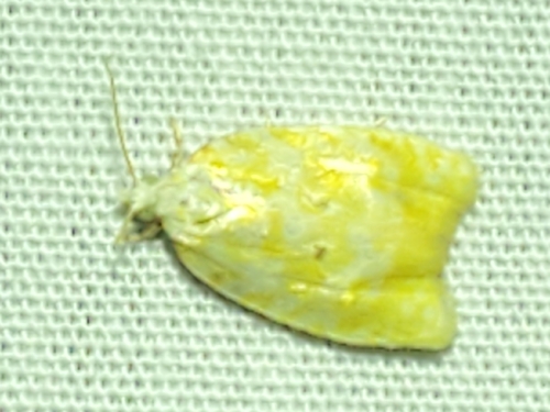 Oak Leafshredder Moth photo 5