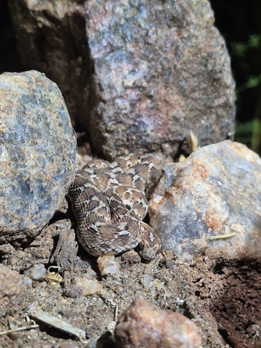 Saw-scaled Viper