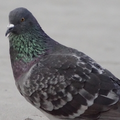 Columba livia domestica