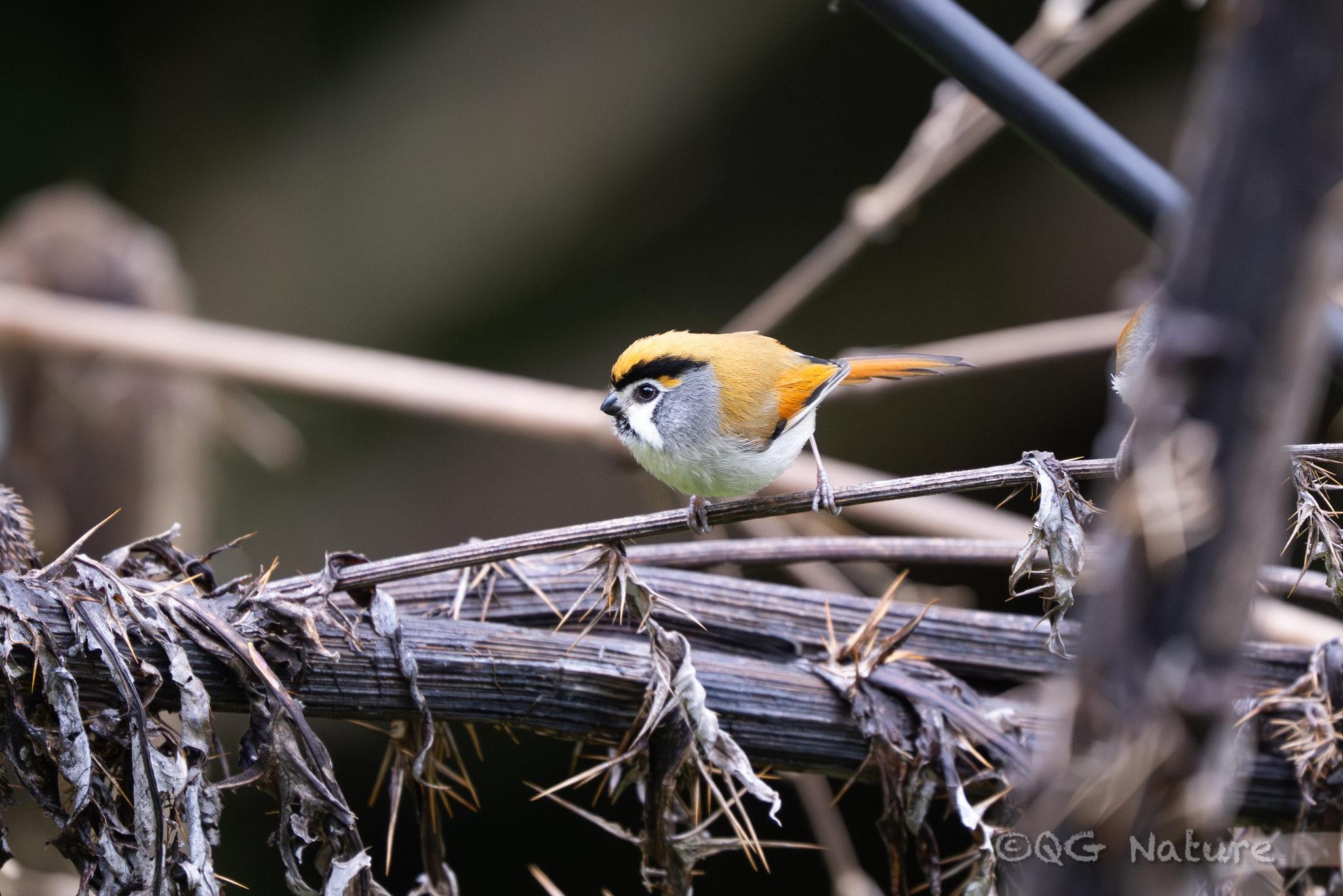 Black-throated Parrotbill (Suthora nipalensis), photo 1