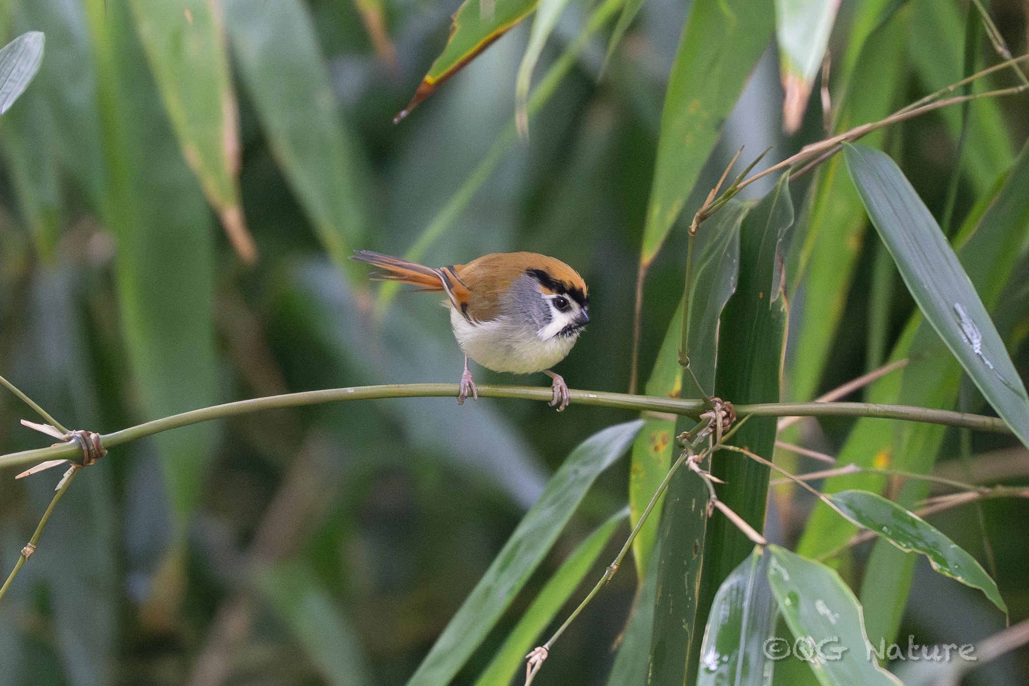 Black-throated Parrotbill (Suthora nipalensis), photo 2