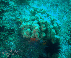 Dendronephthya australis