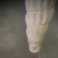 Turbonilla elegans