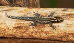 Lygodactylus scorteccii