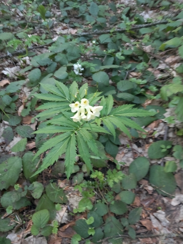 Cardamine kitaibelii