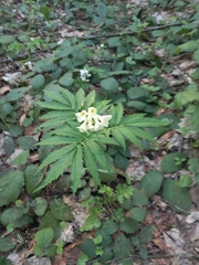 Cardamine kitaibelii