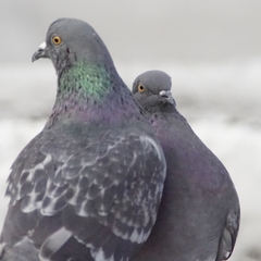 Columba livia domestica