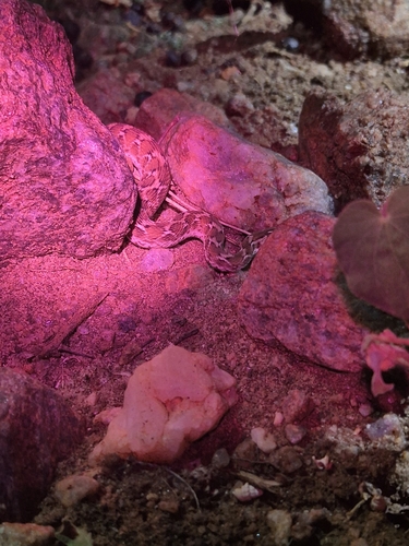 Saw-scaled Viper
