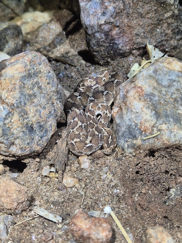 Saw-scaled Viper