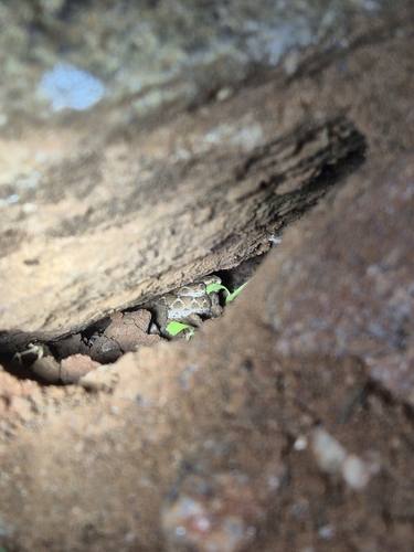 Saw-scaled Viper