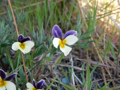 Viola hallii