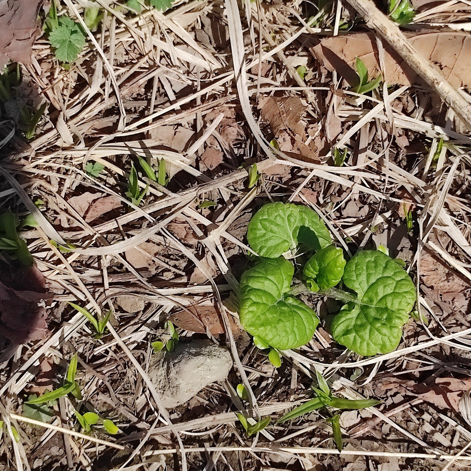 Imagem de Adenocaulon himalaicum