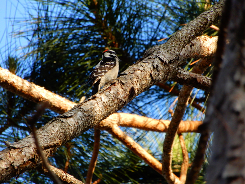 Dryobates pubescens image