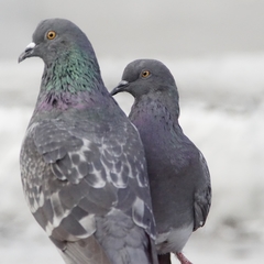 Columba livia domestica