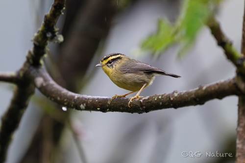 Yellow-throated Fulvetta (Schoeniparus cinereus), photo 7