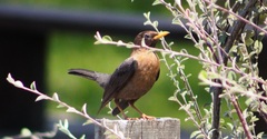 Turdus rufitorques