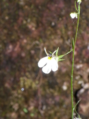 Lobelia rzedowskii