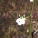 Lobelia rzedowskii 2