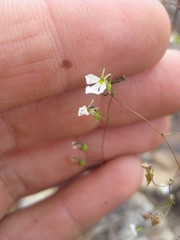Lobelia rzedowskii