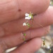 Lobelia rzedowskii 3