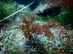 Botryocladia uvarioides