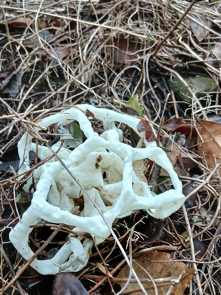 Ileodictyon cibarium · April 2026 · photo: © mphnz (iNaturalist, cc0)