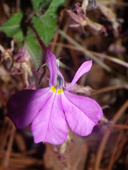 Lobelia mcvaughii