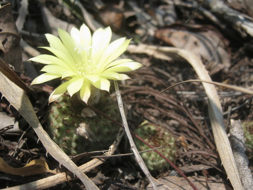 Frailea chiquitana