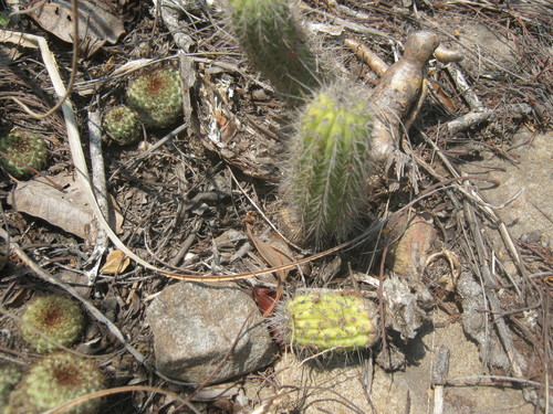 Image of Frailea Chiquitana (Frailea chiquitana) by no rights reserved