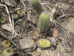 Frailea chiquitana