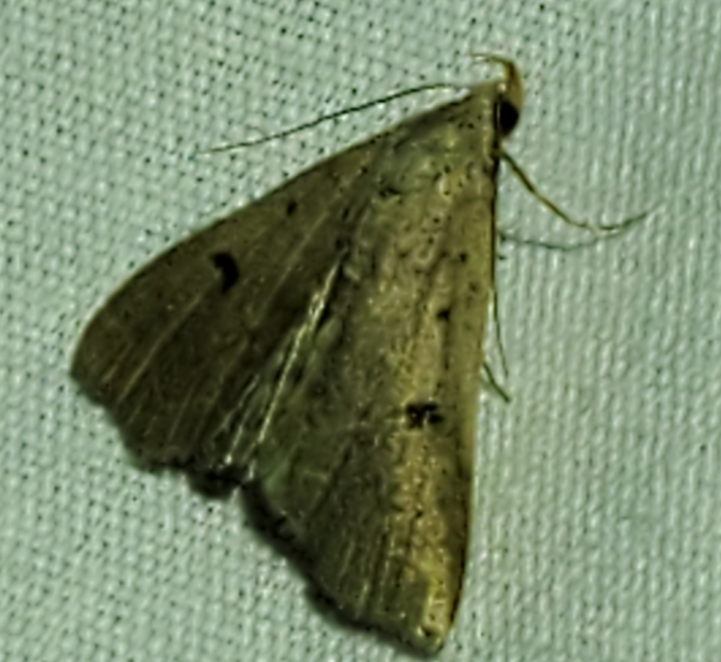 Bent-winged Owlet