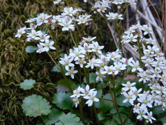 Micranthes californica