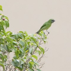Tersina viridis occidentalis