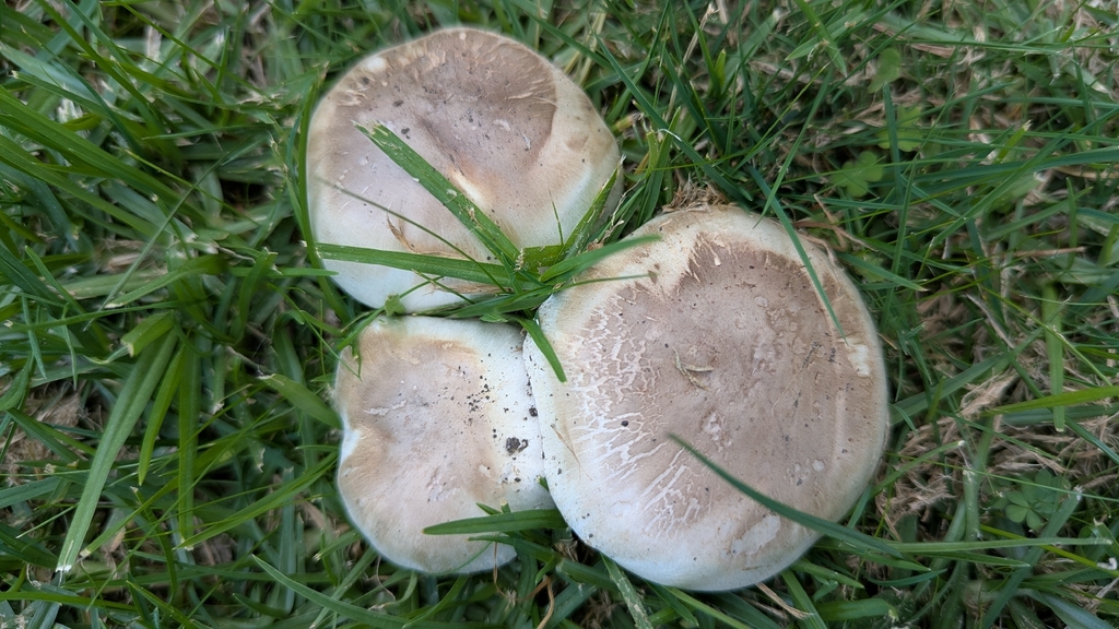 Agaricus xanthodermus · April 2026 · photo: © bemma (iNaturalist, cc-by)