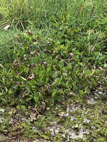 common water hyacinth