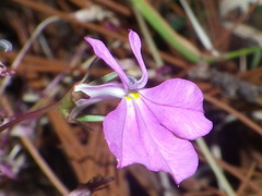Lobelia mcvaughii