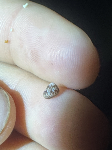 Homalopoma verruca observed 2026-04-24