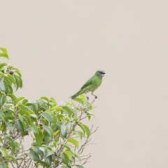 Tersina viridis occidentalis