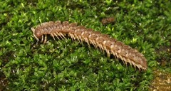 Polydesmus vietnamicus