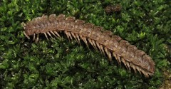 Polydesmus vietnamicus