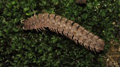 Polydesmus vietnamicus