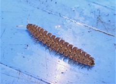 Polydesmus vietnamicus