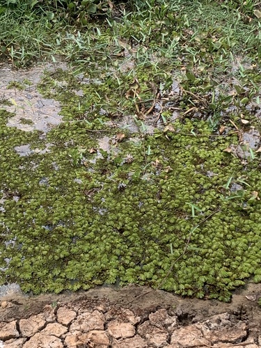 Giant Salvinia