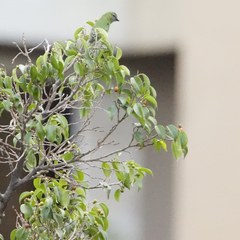 Tersina viridis occidentalis